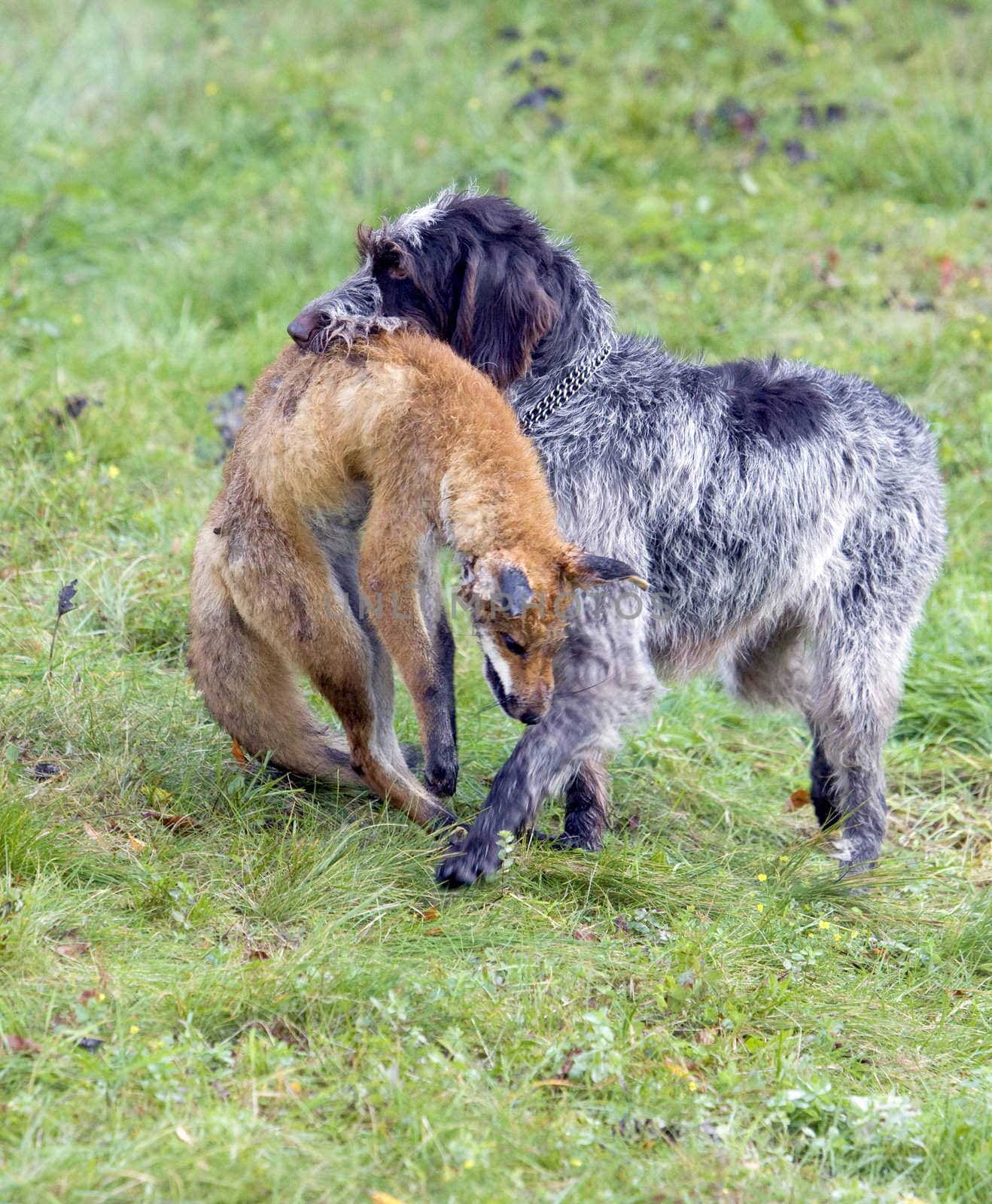hunting dog with a catch