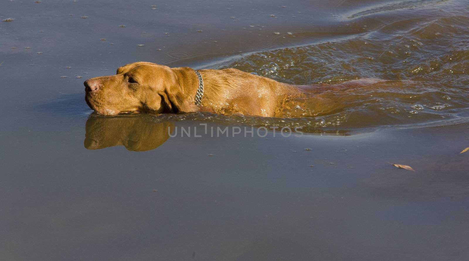 hunting dog in pond