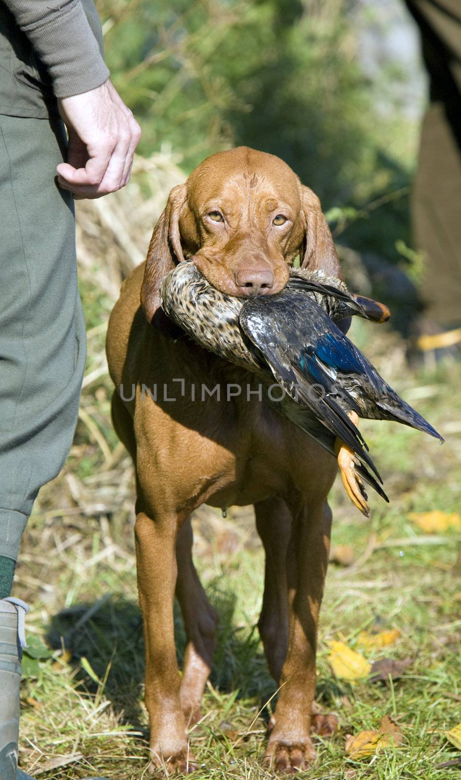 hunting dog with a catch