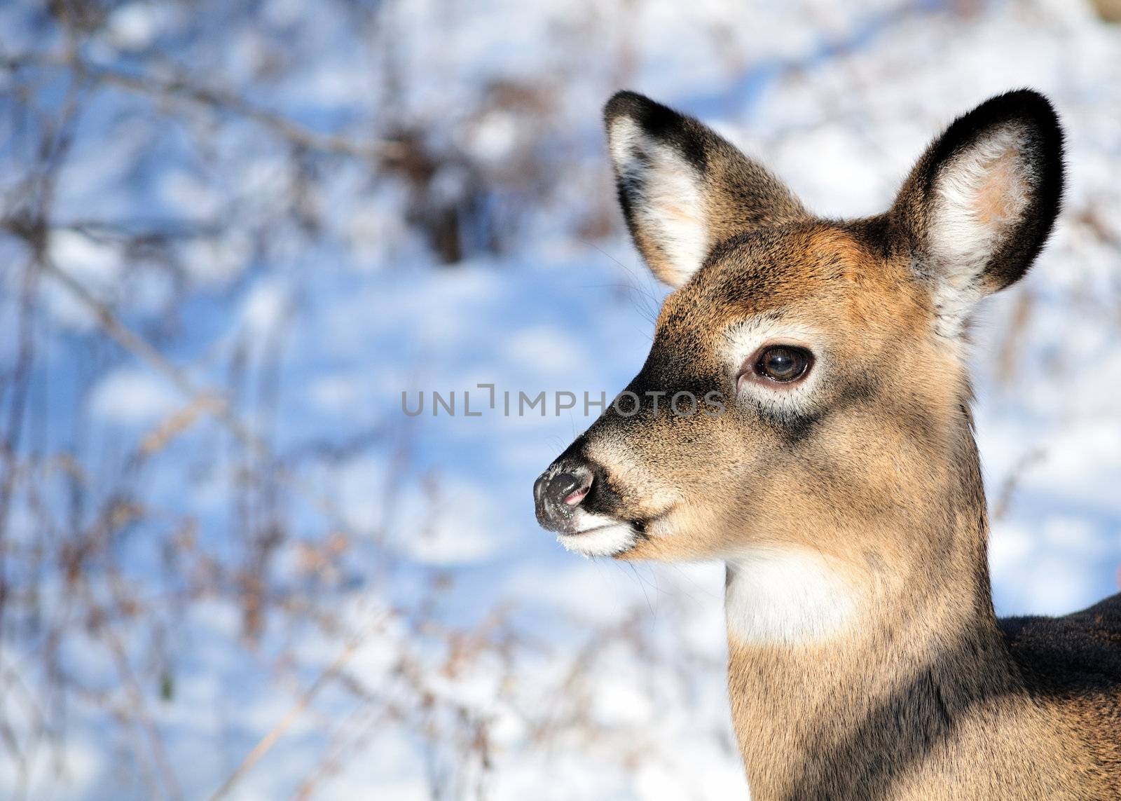 Whitetail deer doe standing in the woods in the early morning.