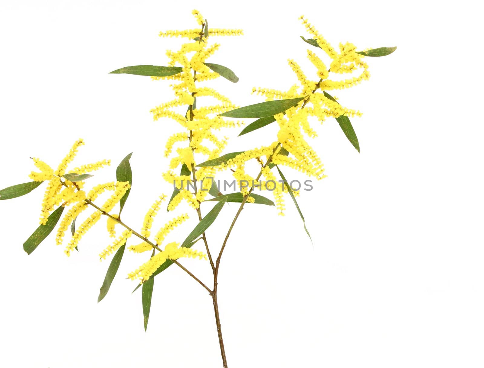 Sydney Golden Wattle by lovleah