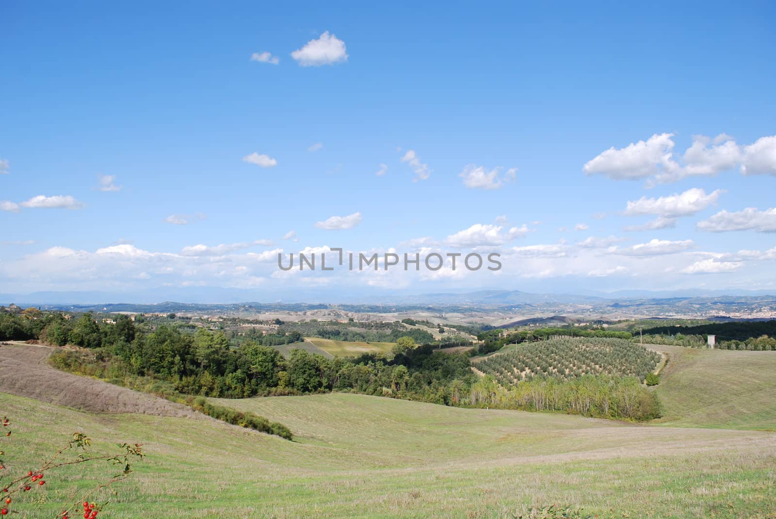 Topycal Tuscan landscape with hills, vineyards, cypresses during the autumn