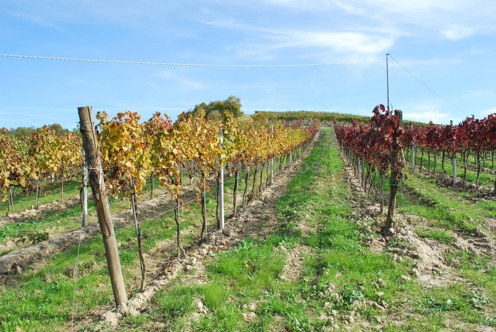 Topycal Tuscan landscape with hills, vineyards, cypresses during the autumn