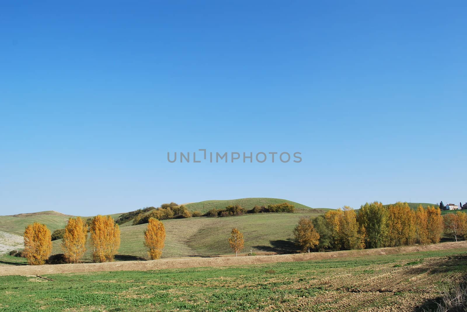 Topycal Tuscan landscape with hills, vineyards, cypresses during the autumn