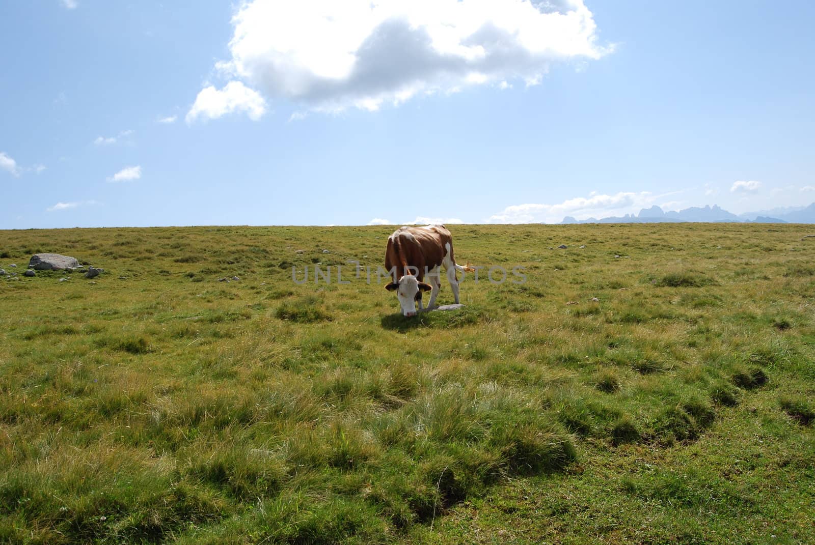 Italian Alpen landscape during summer