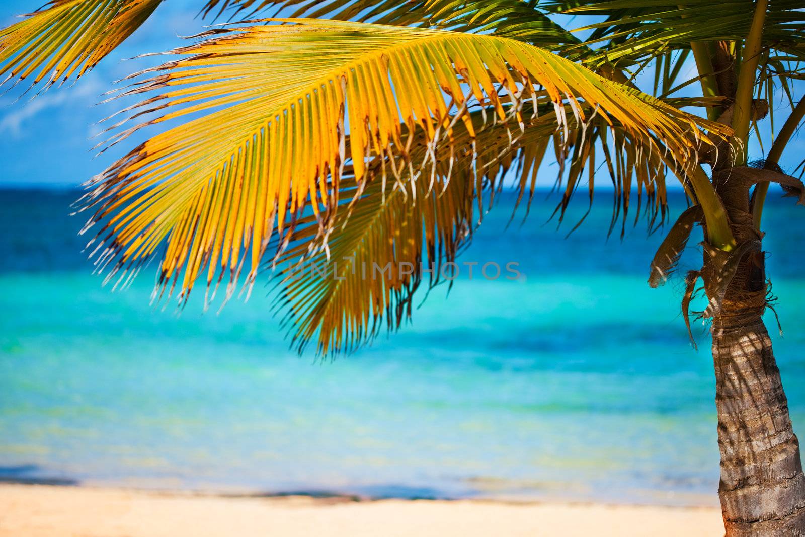 Seashore of Caribbean sea with a palm tree