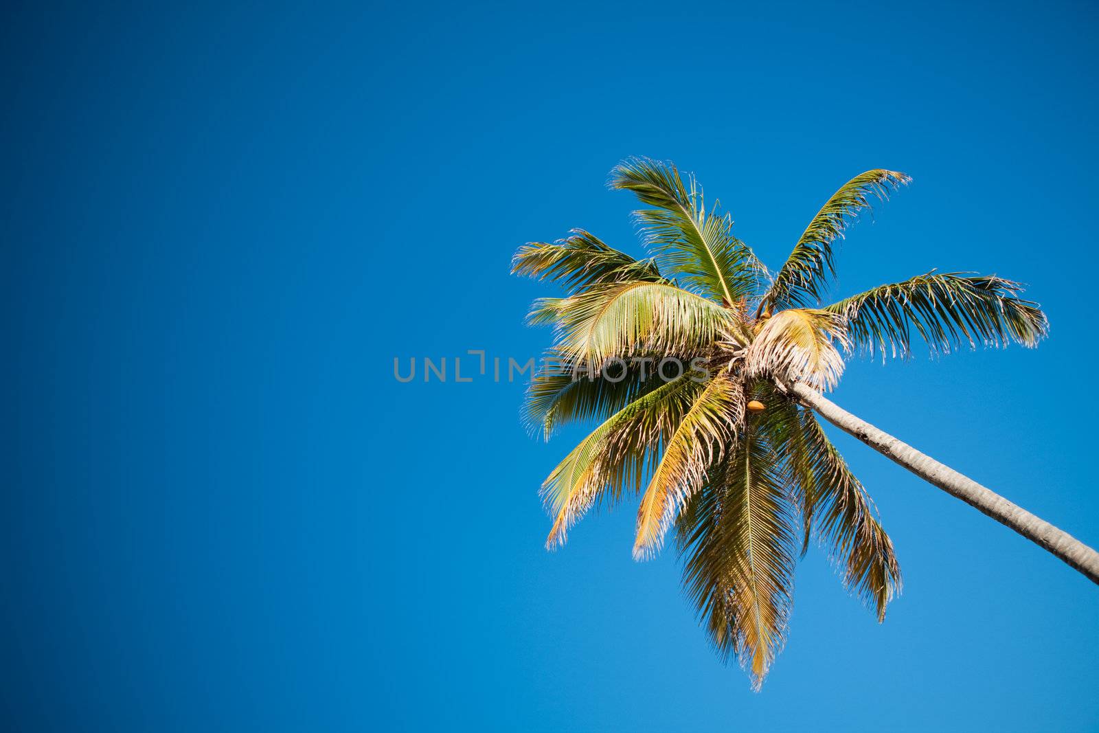 Coconut palms under blue Caribbean sky on summer day