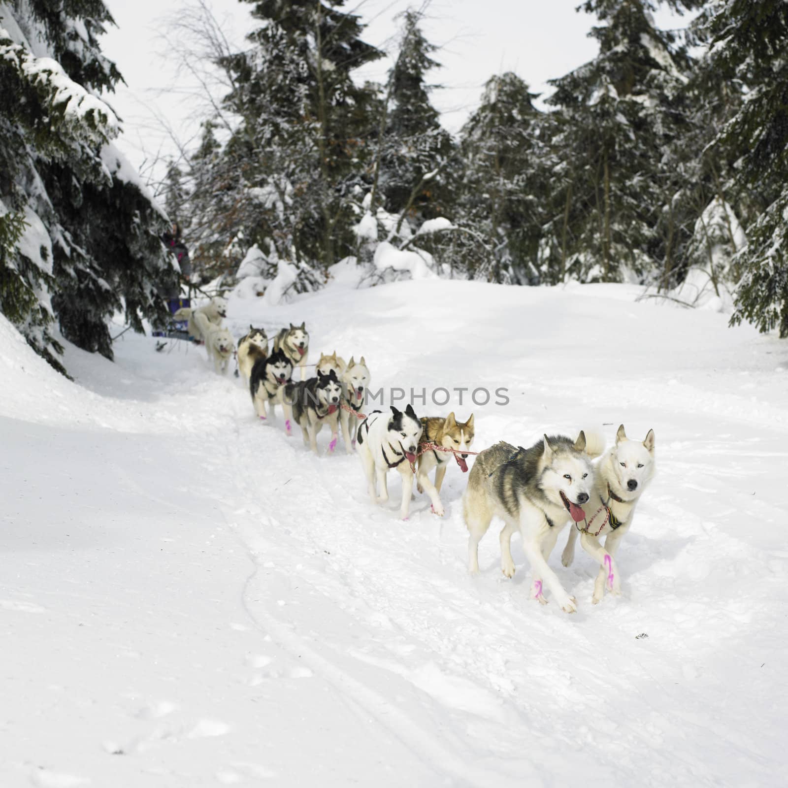 sledge dogging, Sedivacek''s long, Czech Republic by phbcz
