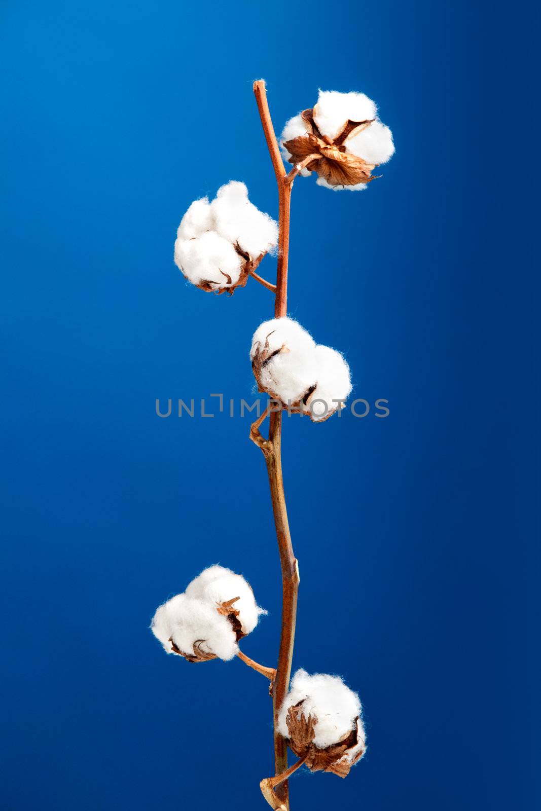 Cotton plant isolated over a blue background