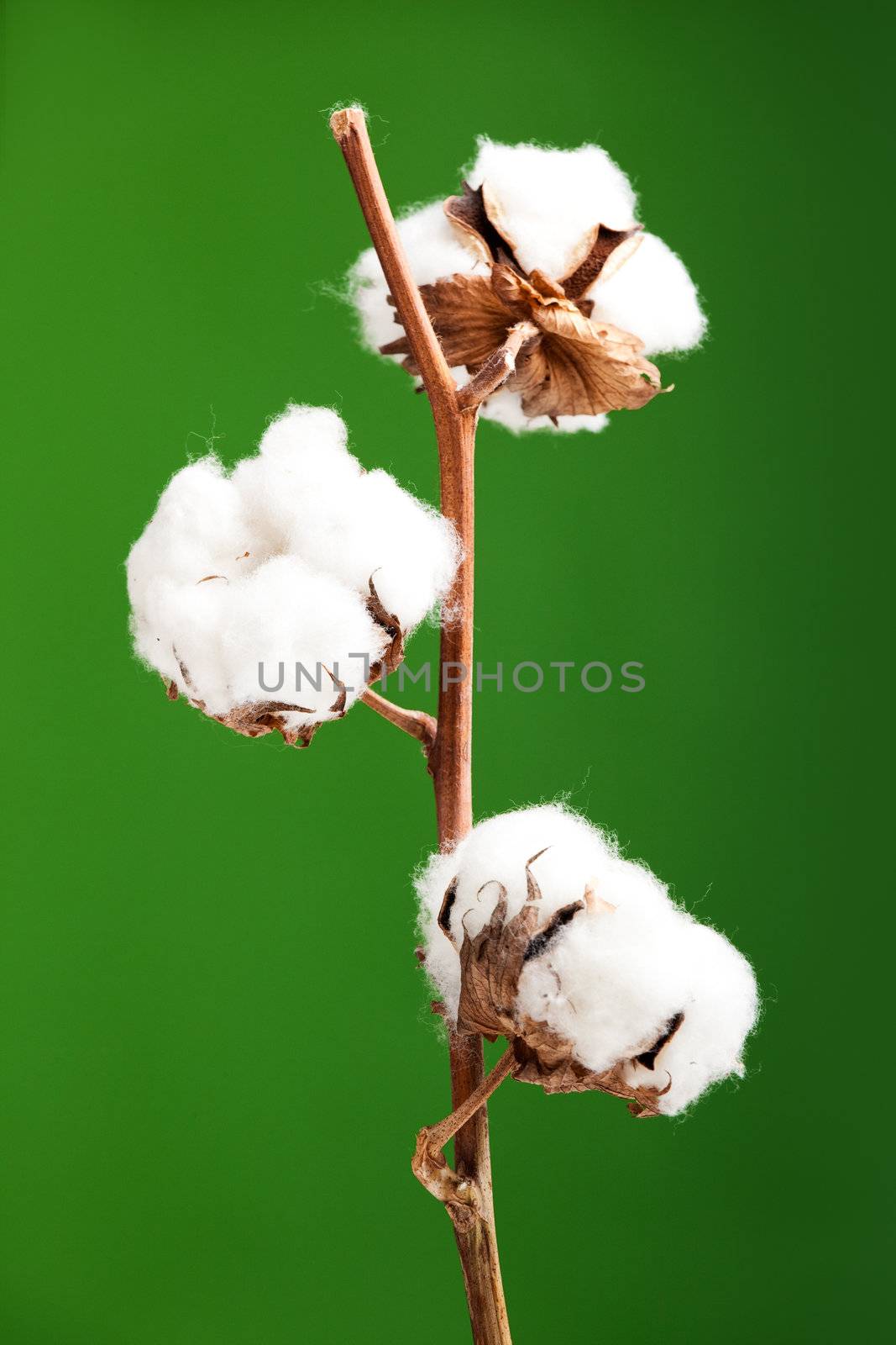 Cotton plant isolated over a green background