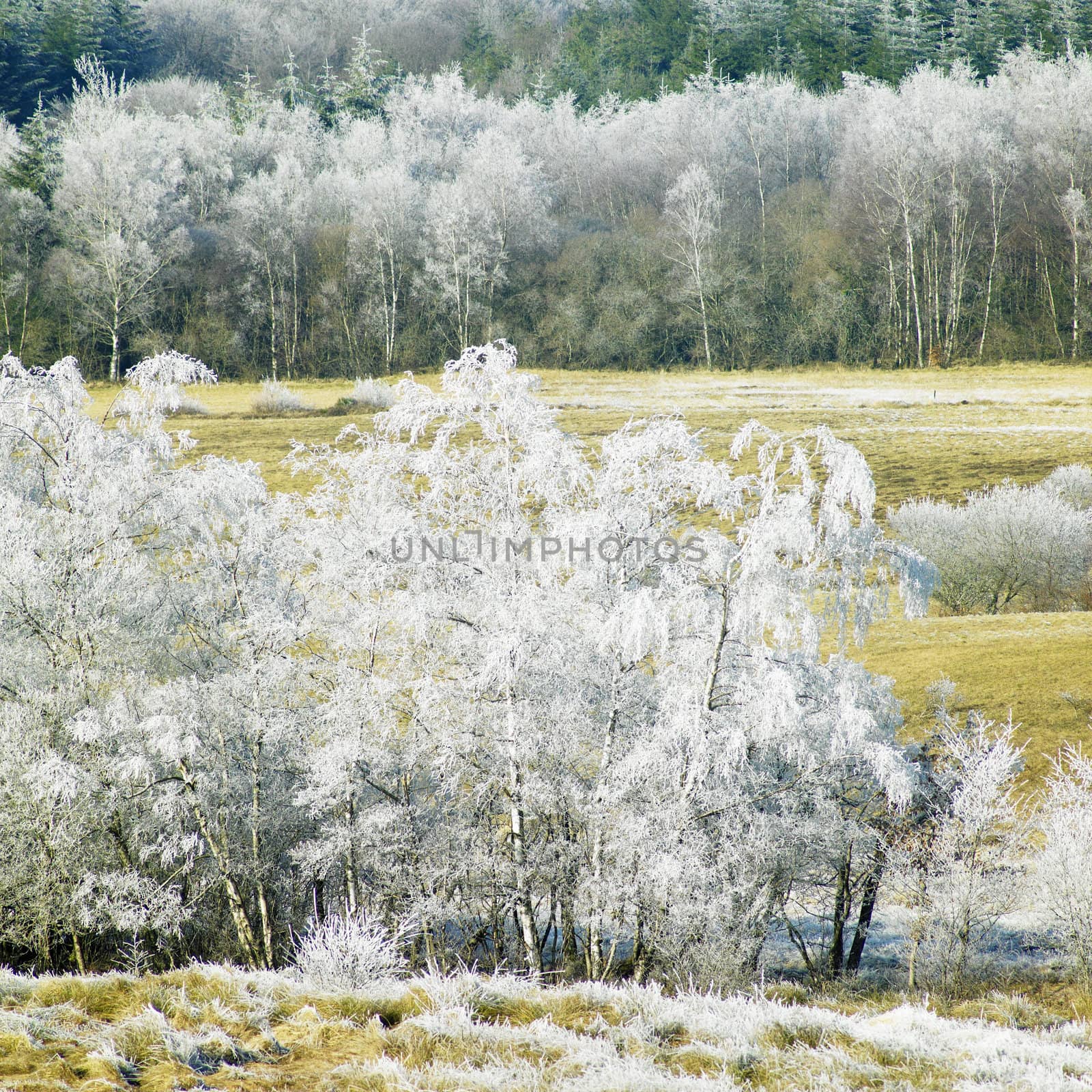 nature in winter, D�partement du Tarn, France by phbcz