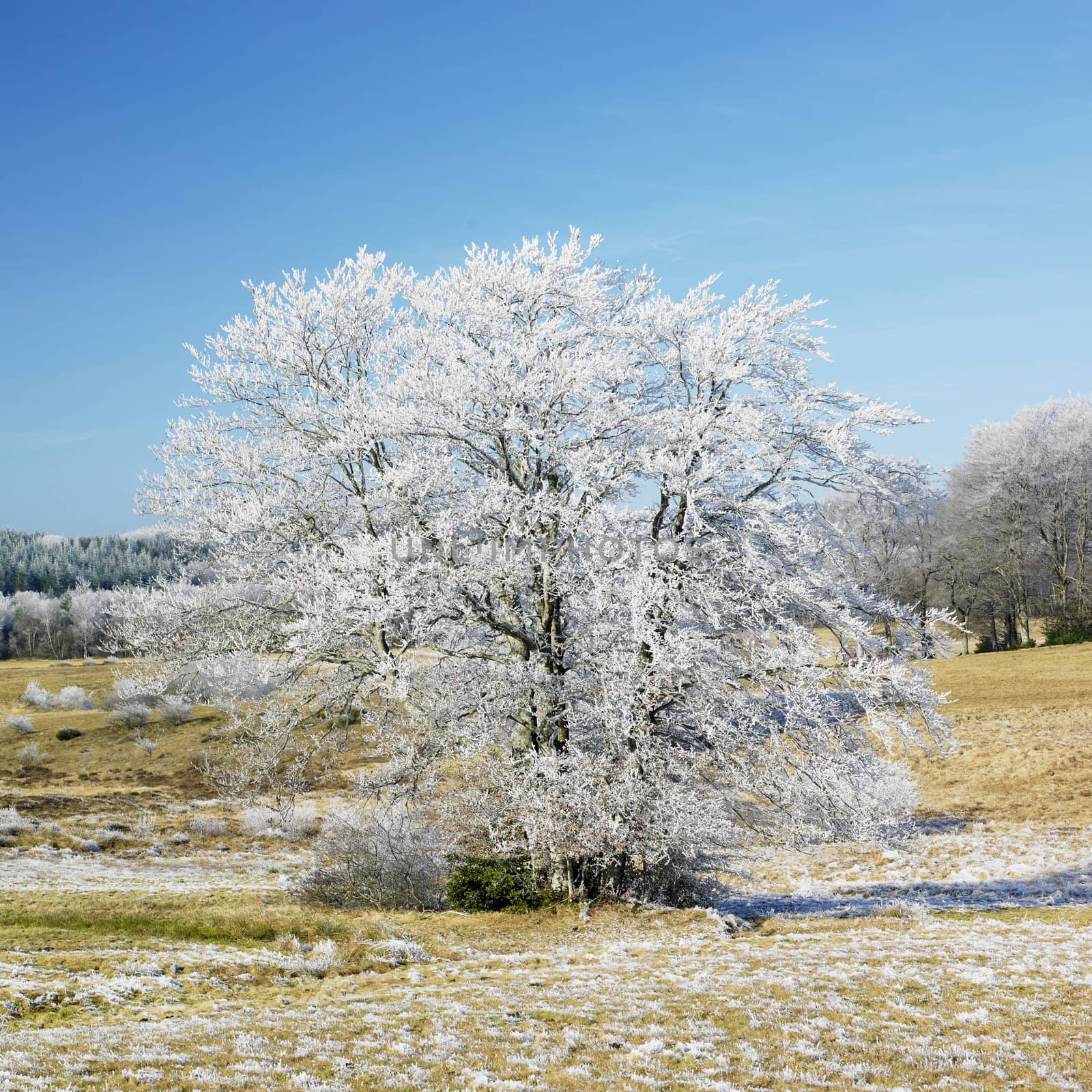 nature in winter, D�partement du Tarn, France