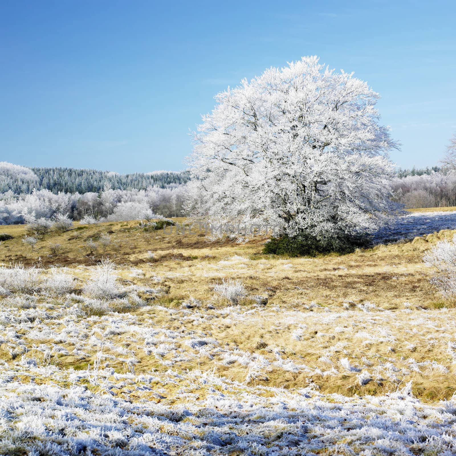 nature in winter, D�partement du Tarn, France