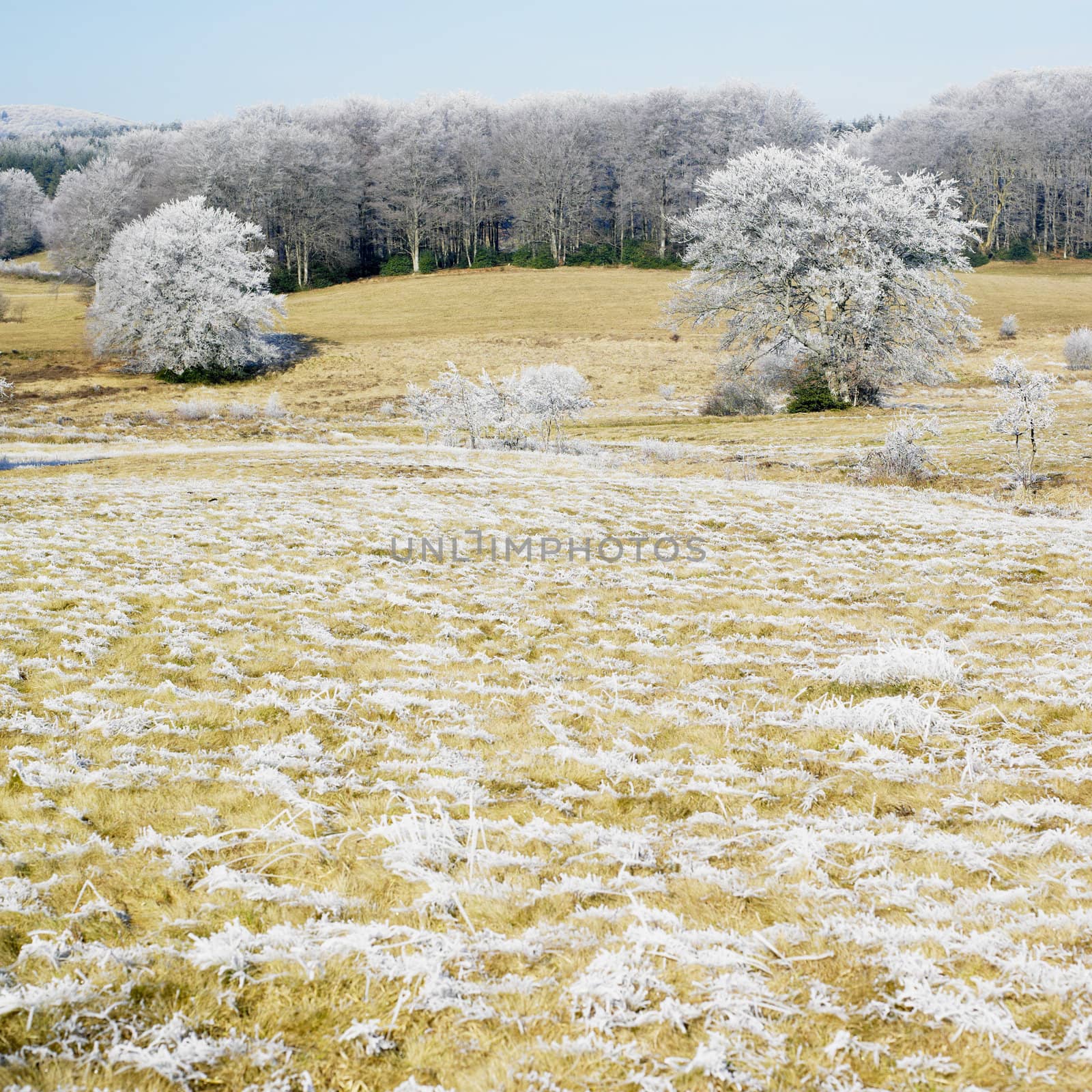 nature in winter, D�partement du Tarn, France