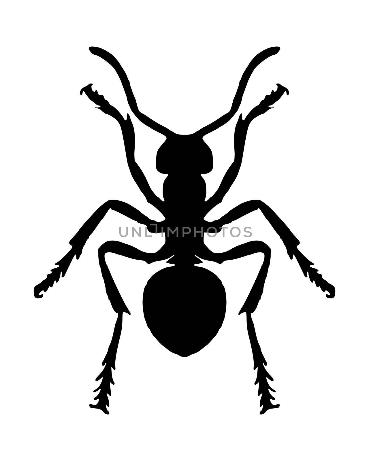 Ant