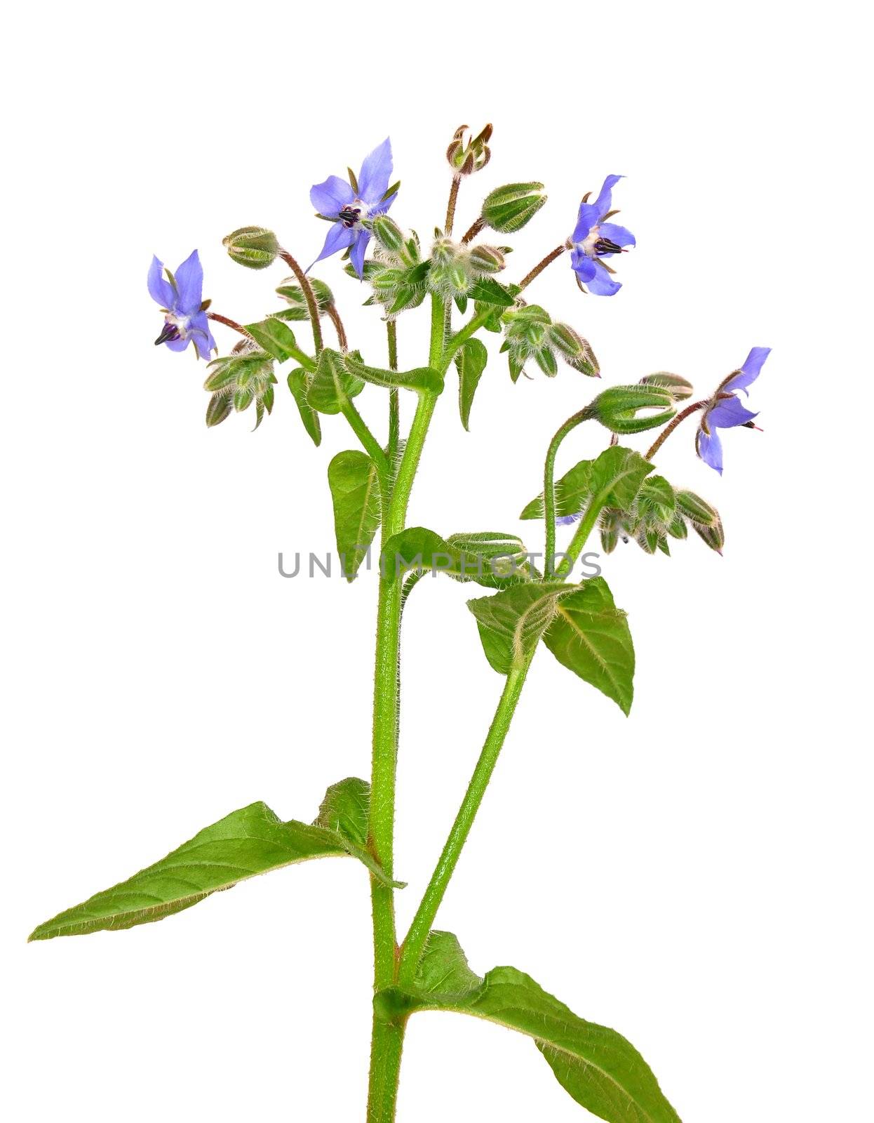 Borage (Borago officinalis) by rbiedermann