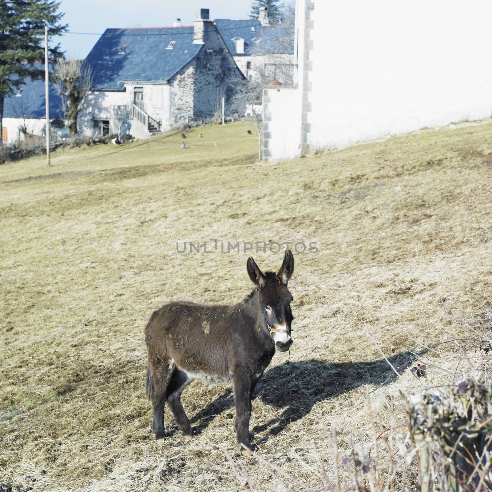 donkey, France by phbcz