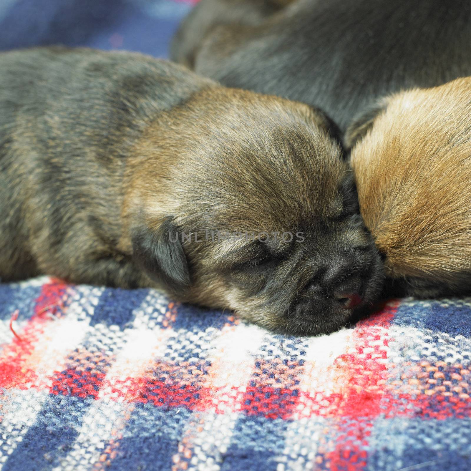 puppy (Border Terrier)