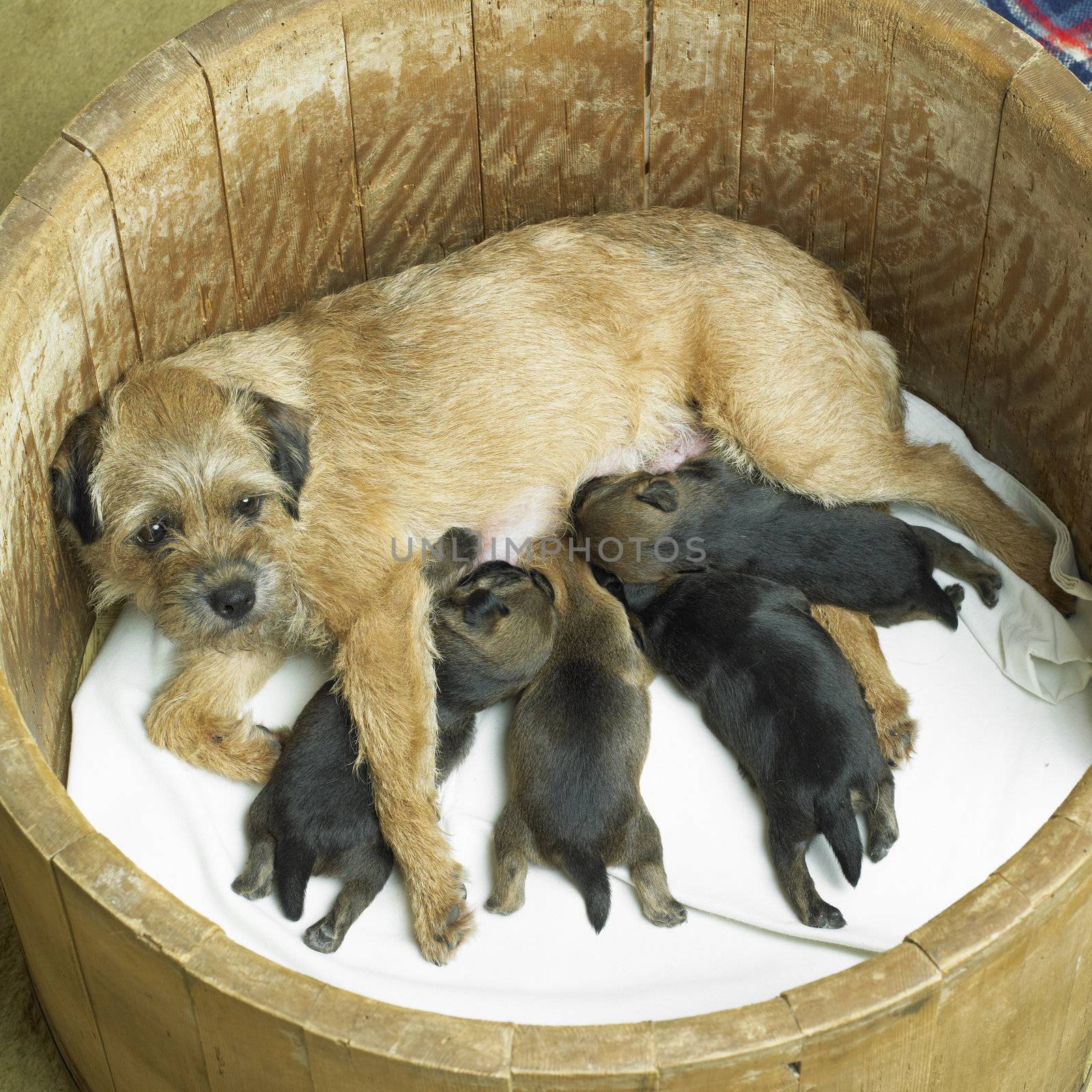 female dog with puppies (Border Terrier)