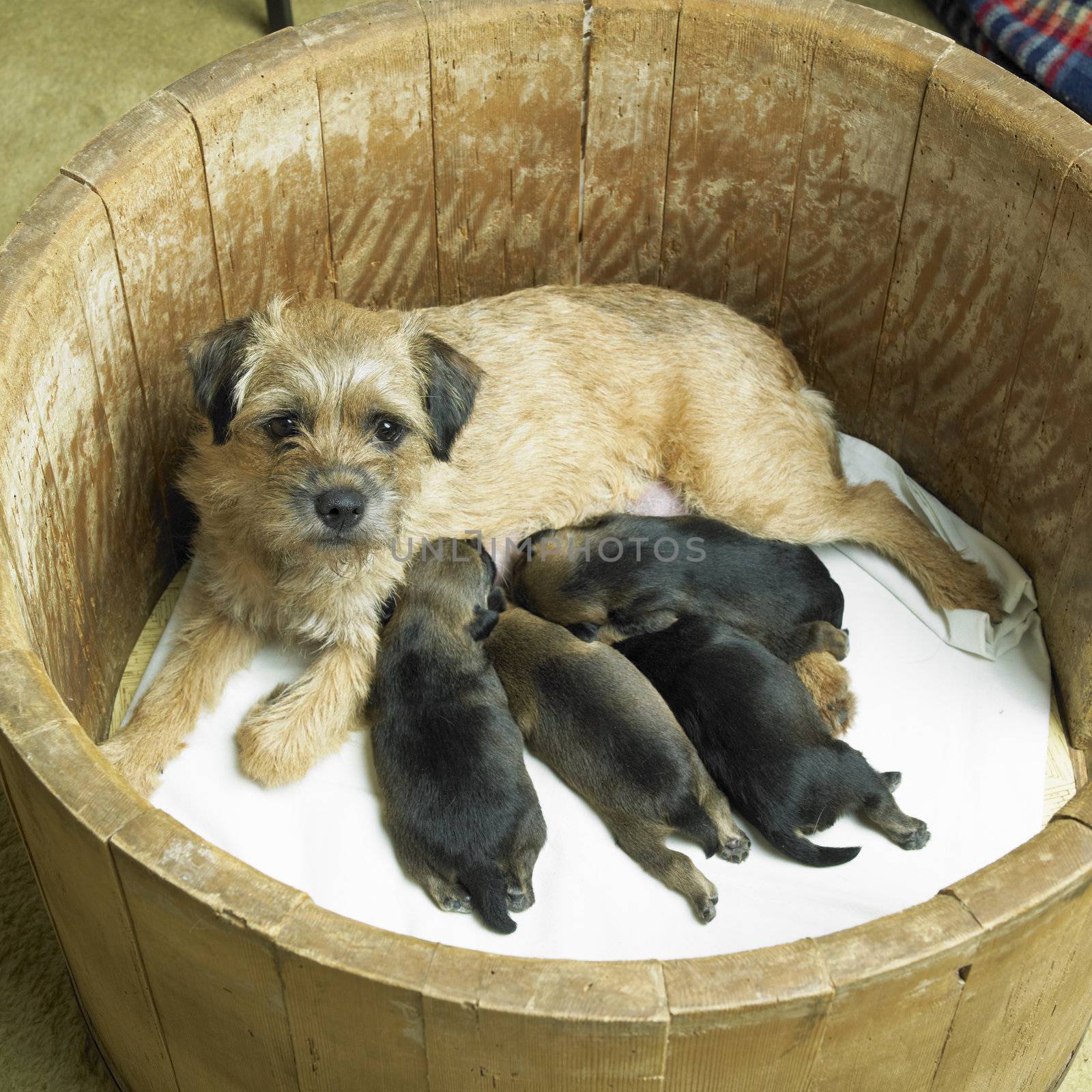 female dog with puppies (Border Terrier) by phbcz