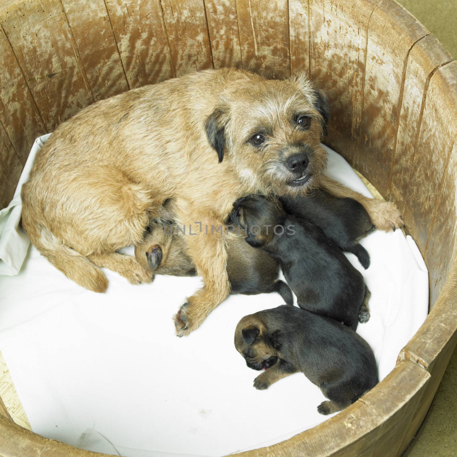 female dog with puppies (Border Terrier)