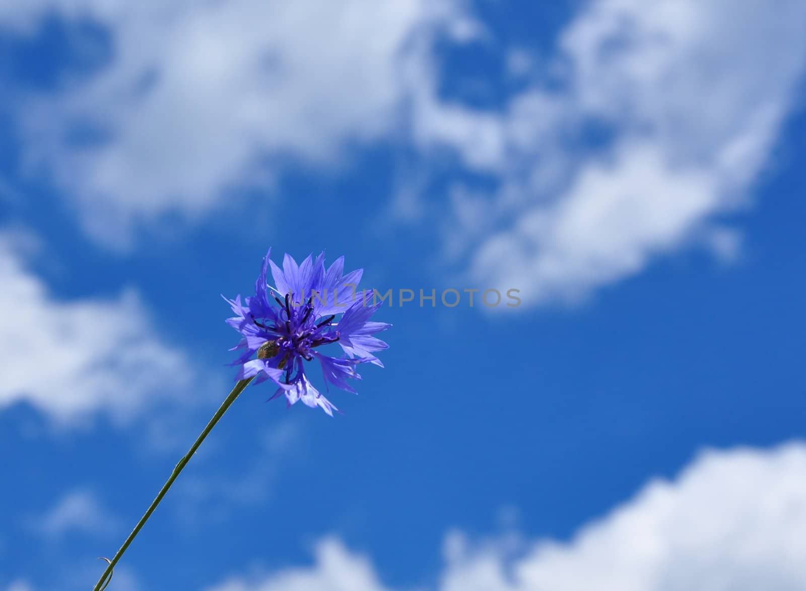 Cornflowers (Centaurea cyanus)