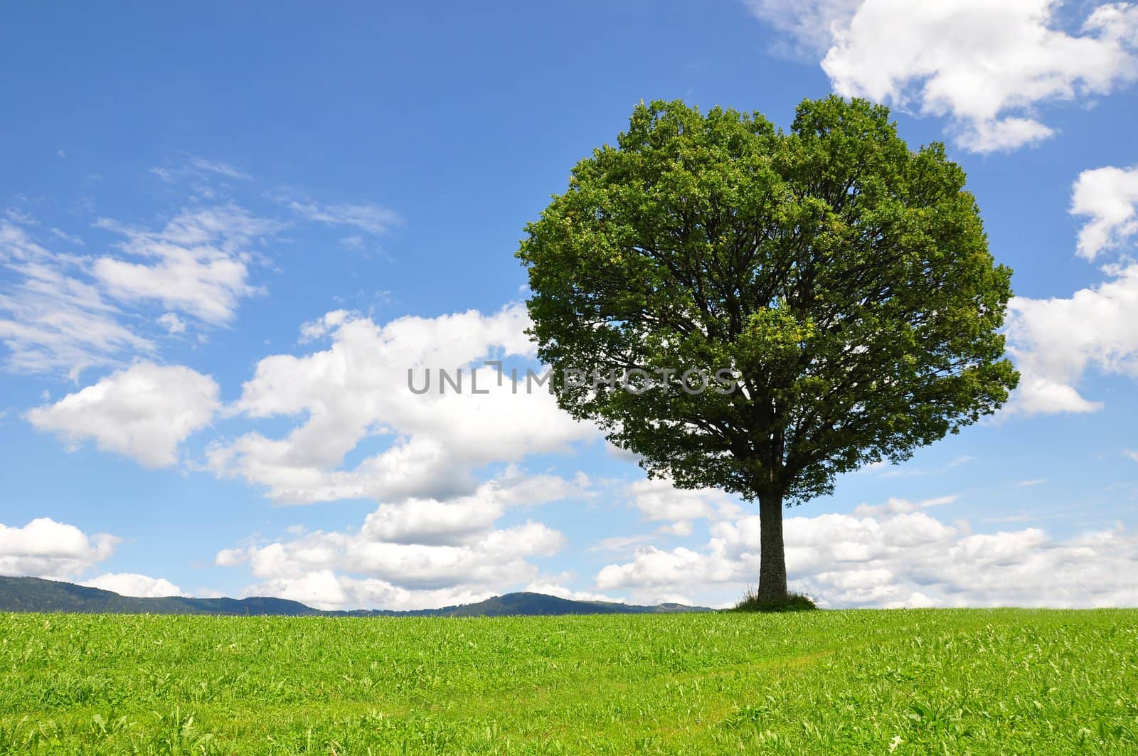 Solitary tree by rbiedermann