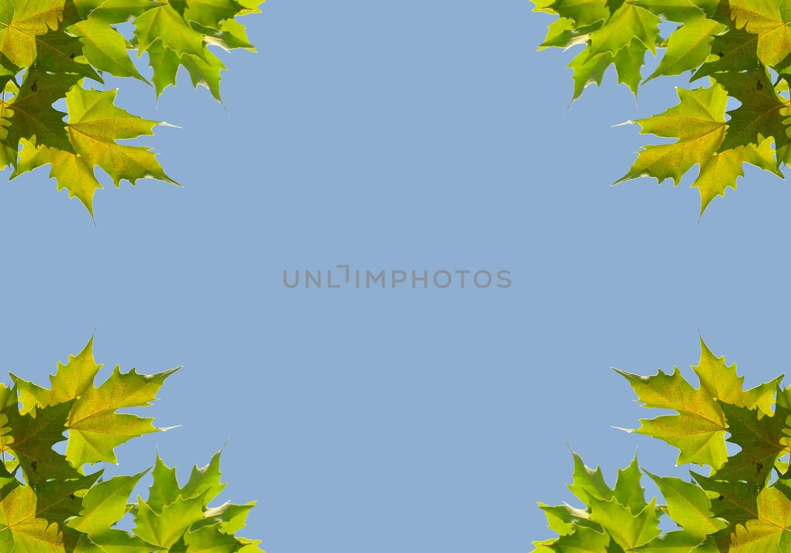 Background with sycamore leaves