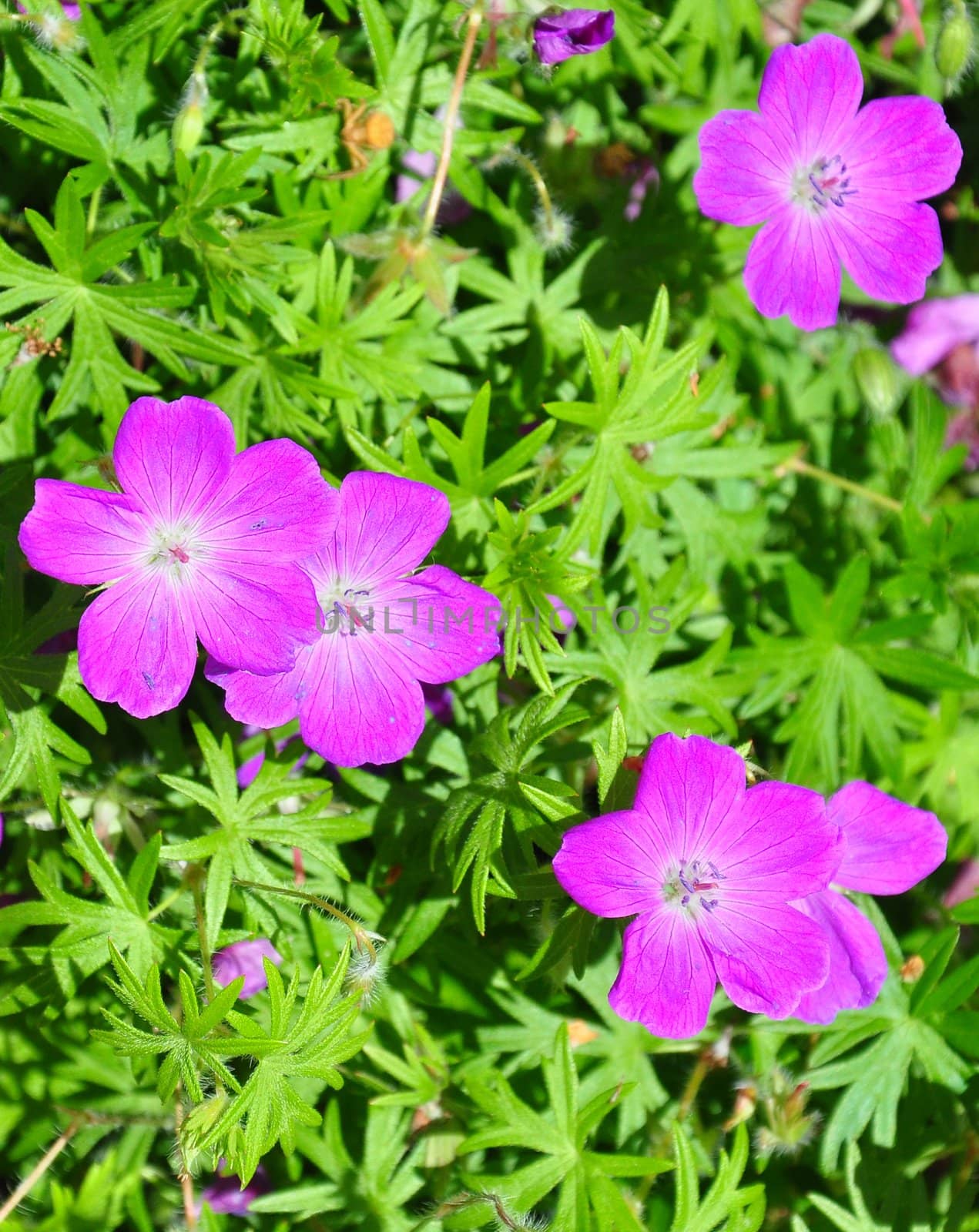 Crane's bill (Geranium) by rbiedermann