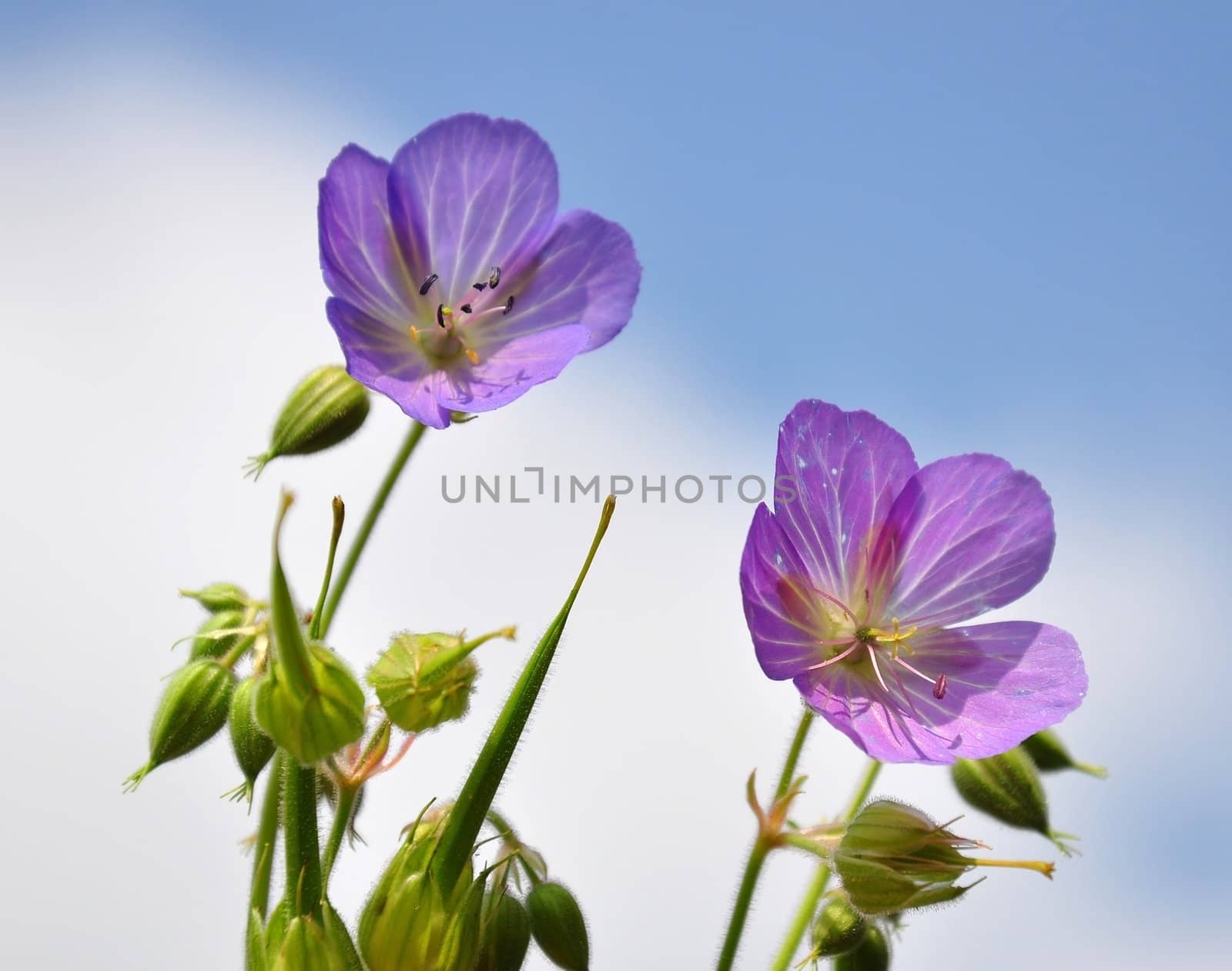 Cranesbill (Geranium)