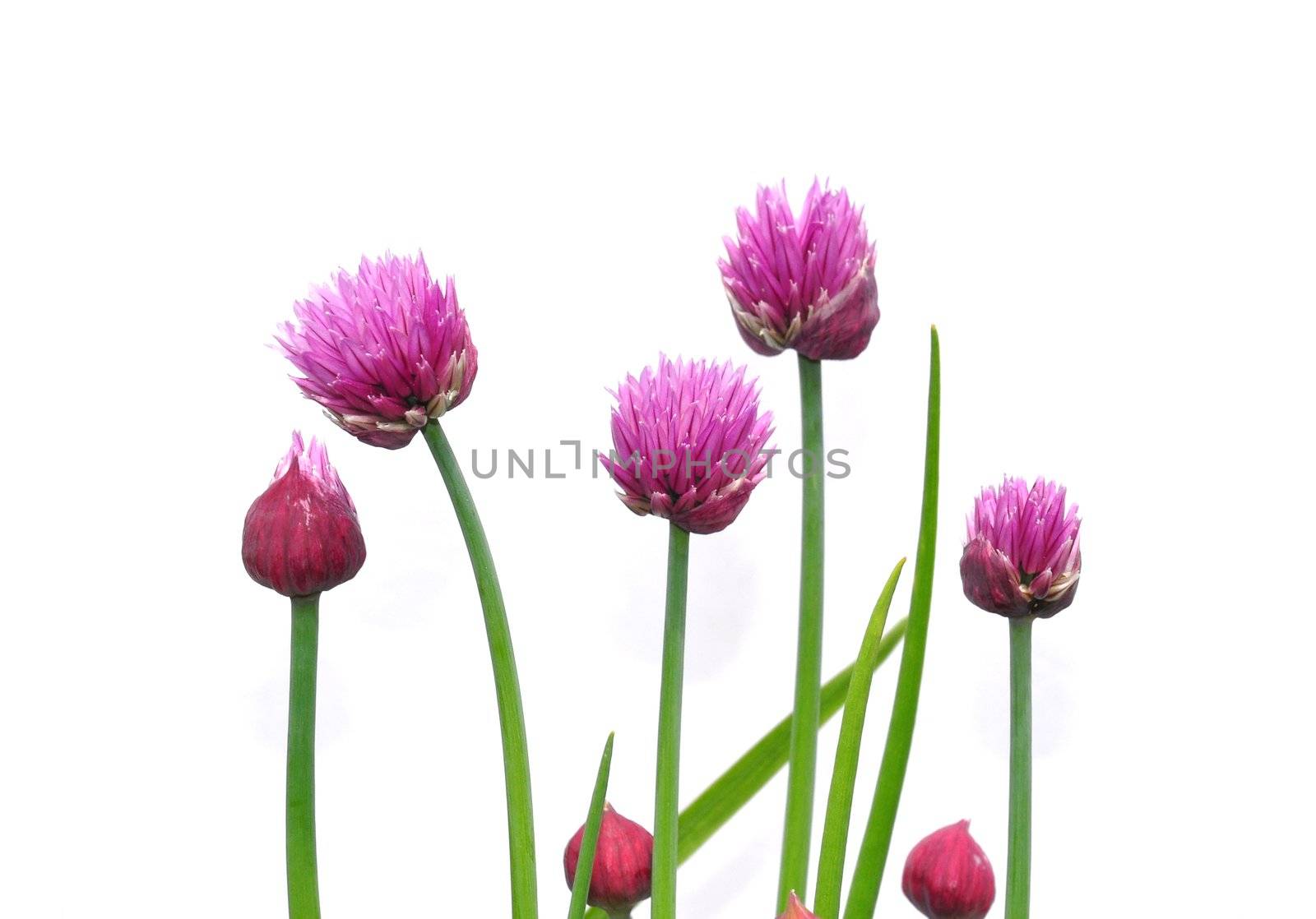 Onion flowers