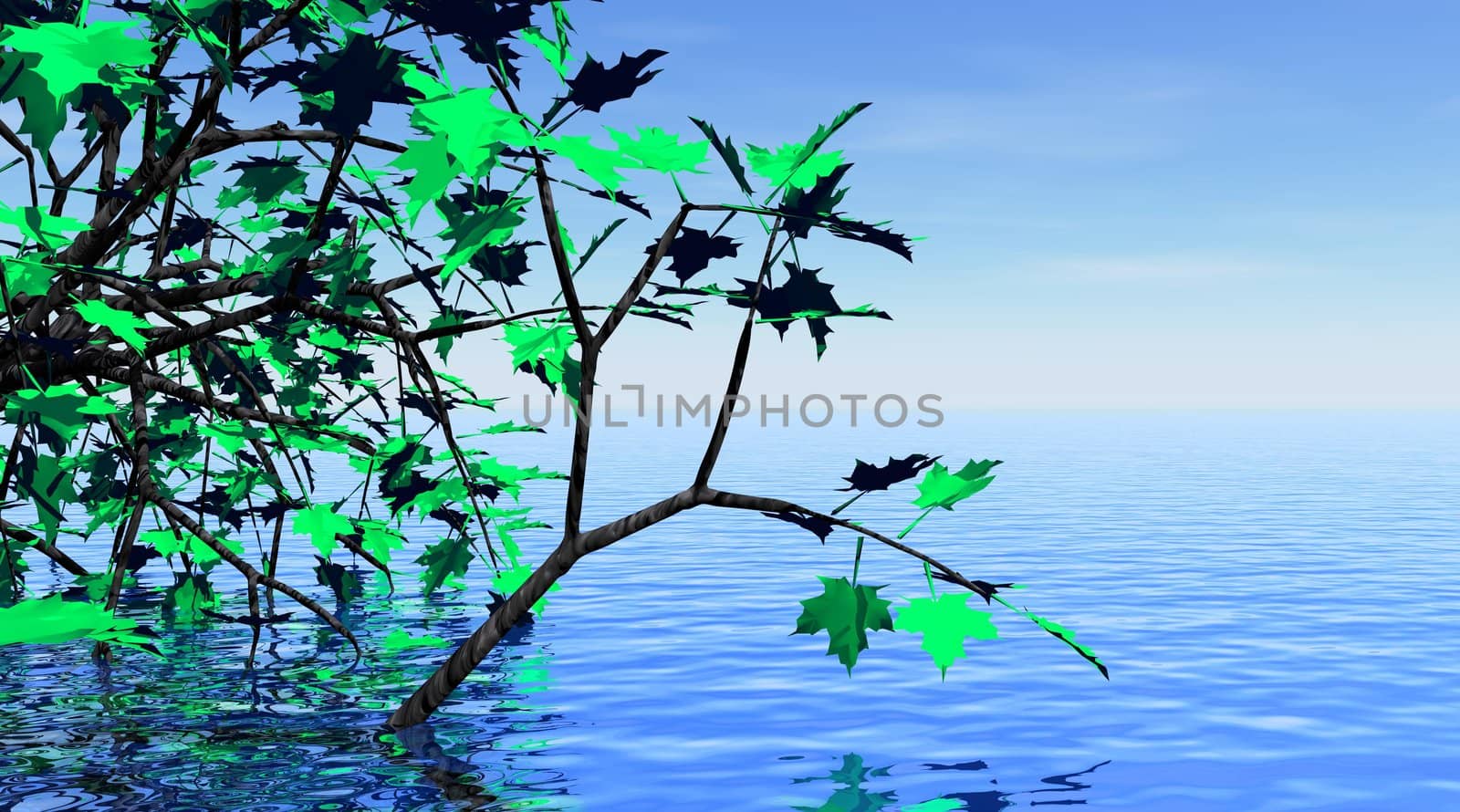 Maple tree with green leaves and beautiful clear blue water
