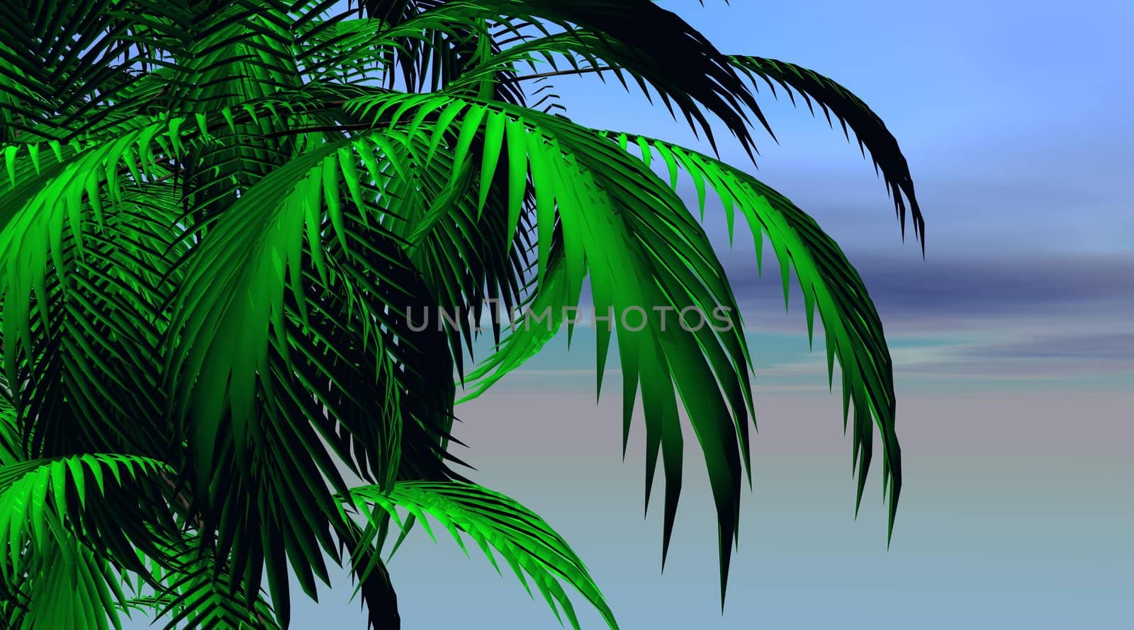 Palm tree leaves by Elenaphotos21