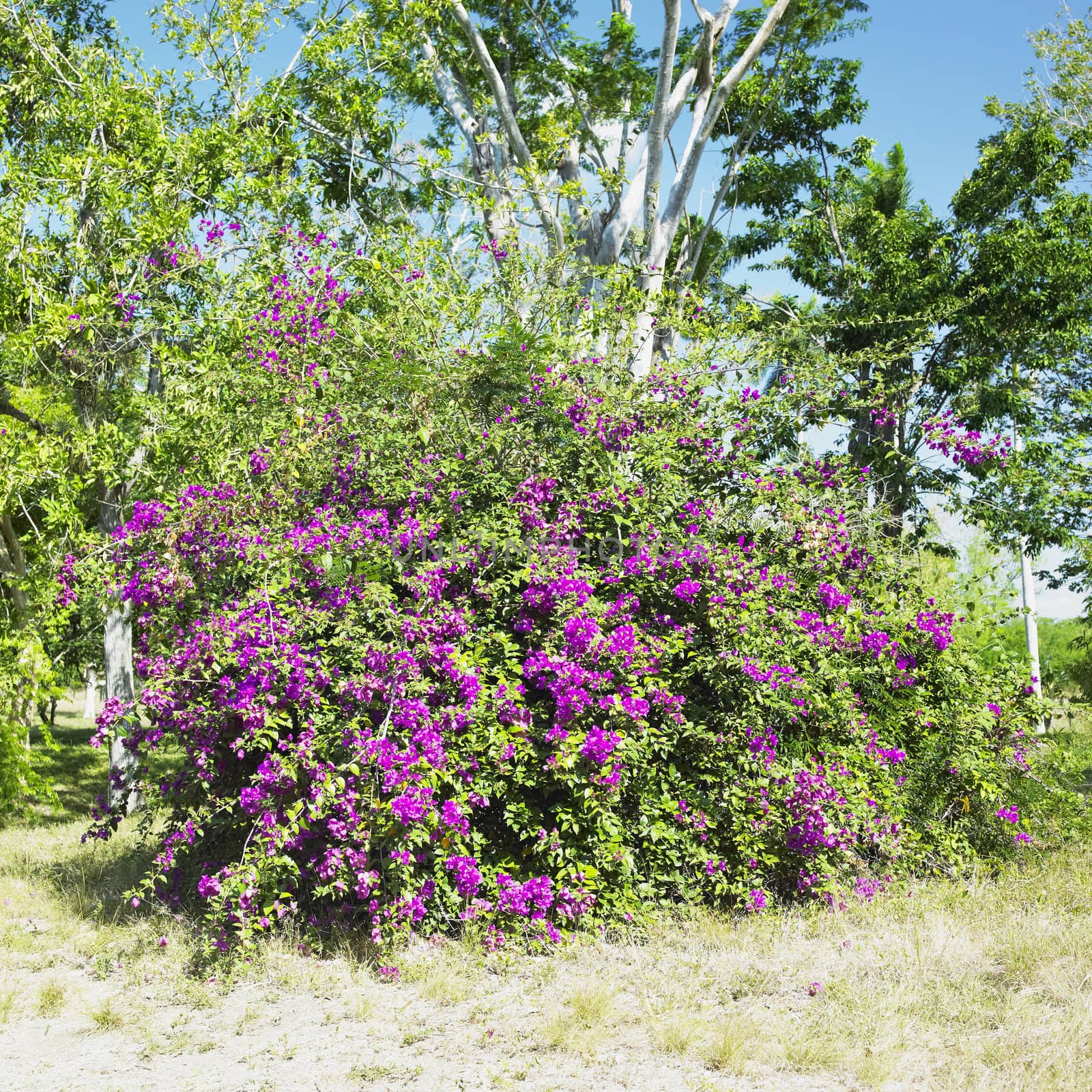 botany garden, Jardin Bot�nico de Cienfuegos, Cuba