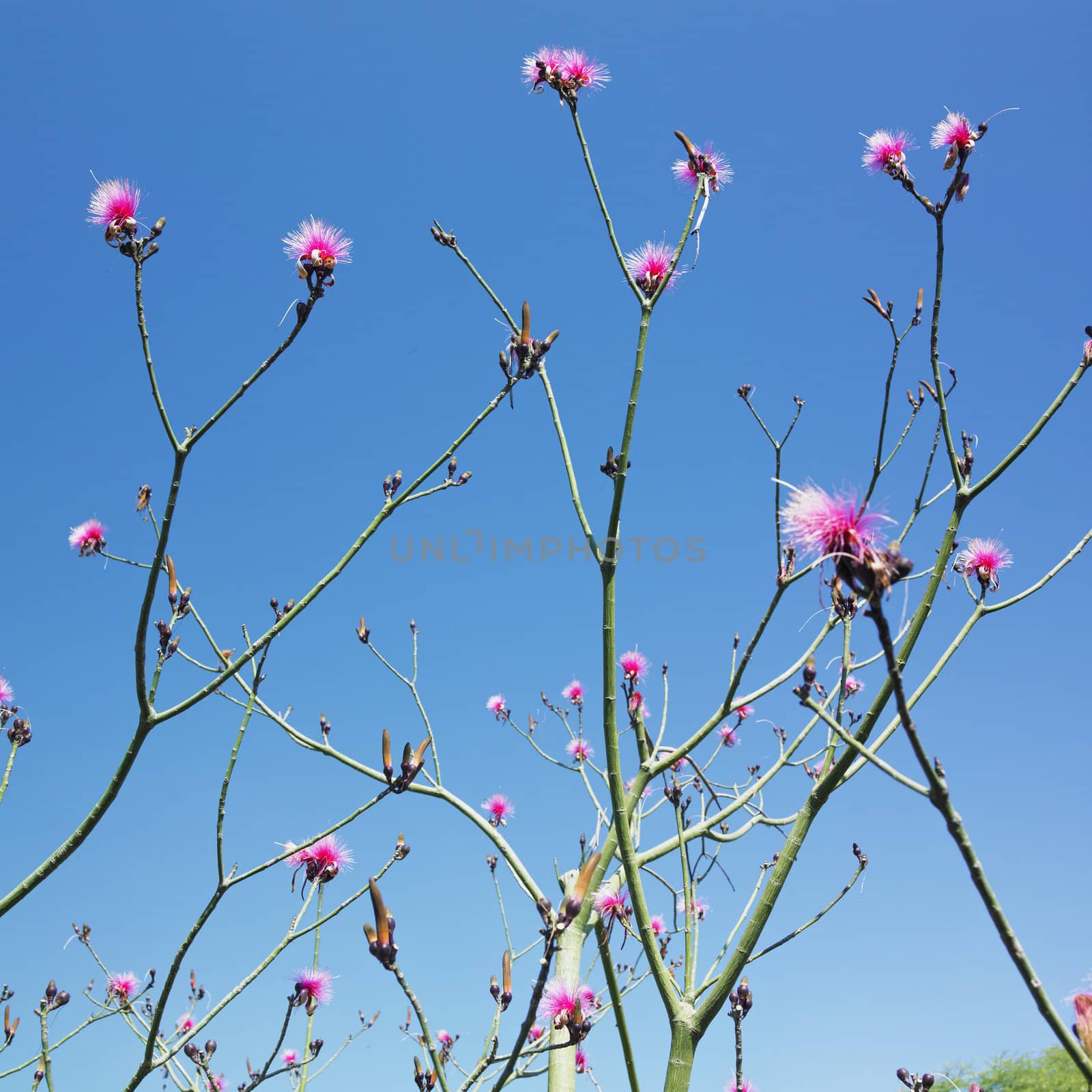 botany garden, Jardin Bot�nico de Cienfuegos, Cuba
