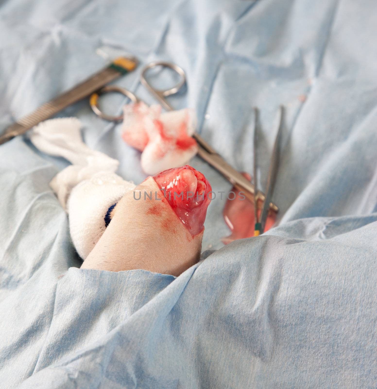 Knee of small dog exposed during operation