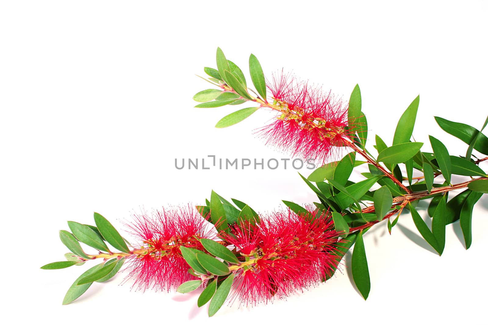 Decorative flower with red thin leaves. The plant is used as a green hedge.