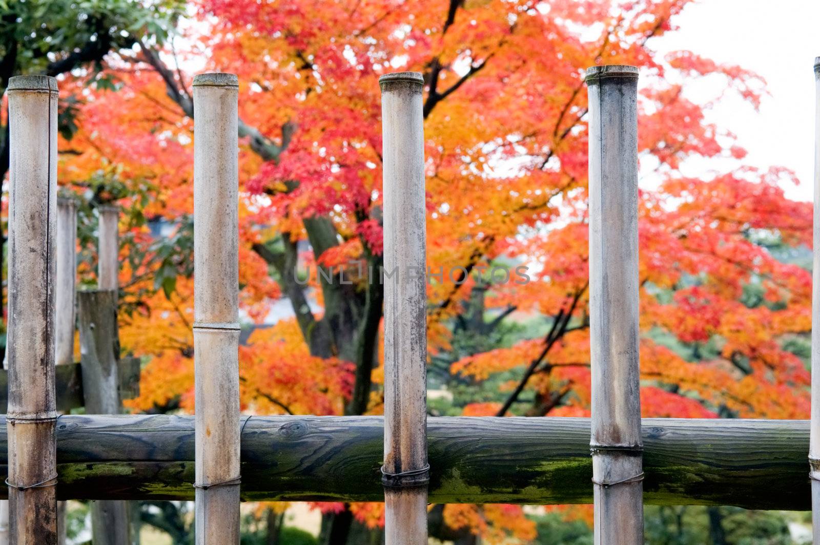 The bamboo fence at Japanese garden over red leafs, in fall