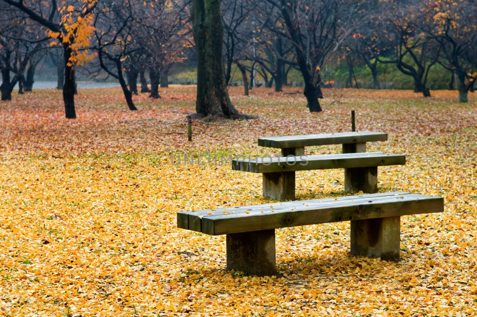 The view of seat with fallen leafs in garden