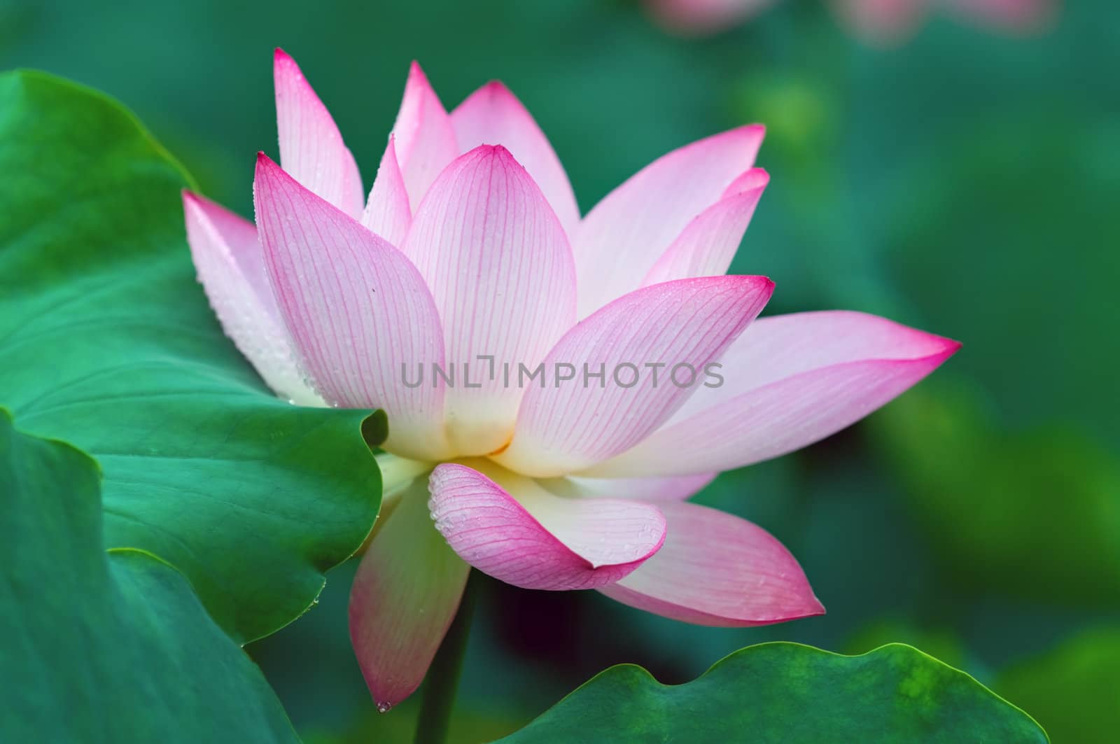 Close up of blooming lotus flower over leaves