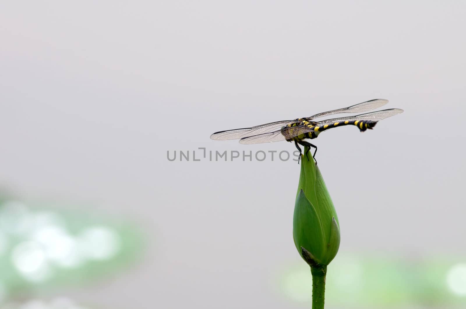 The close up of dragon fly staying on top of lotus bud