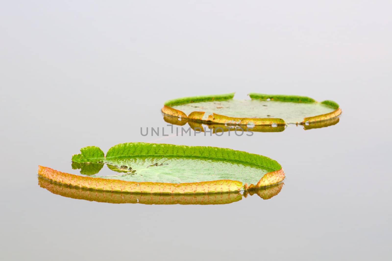 Close up of two giant lotus leafs over water