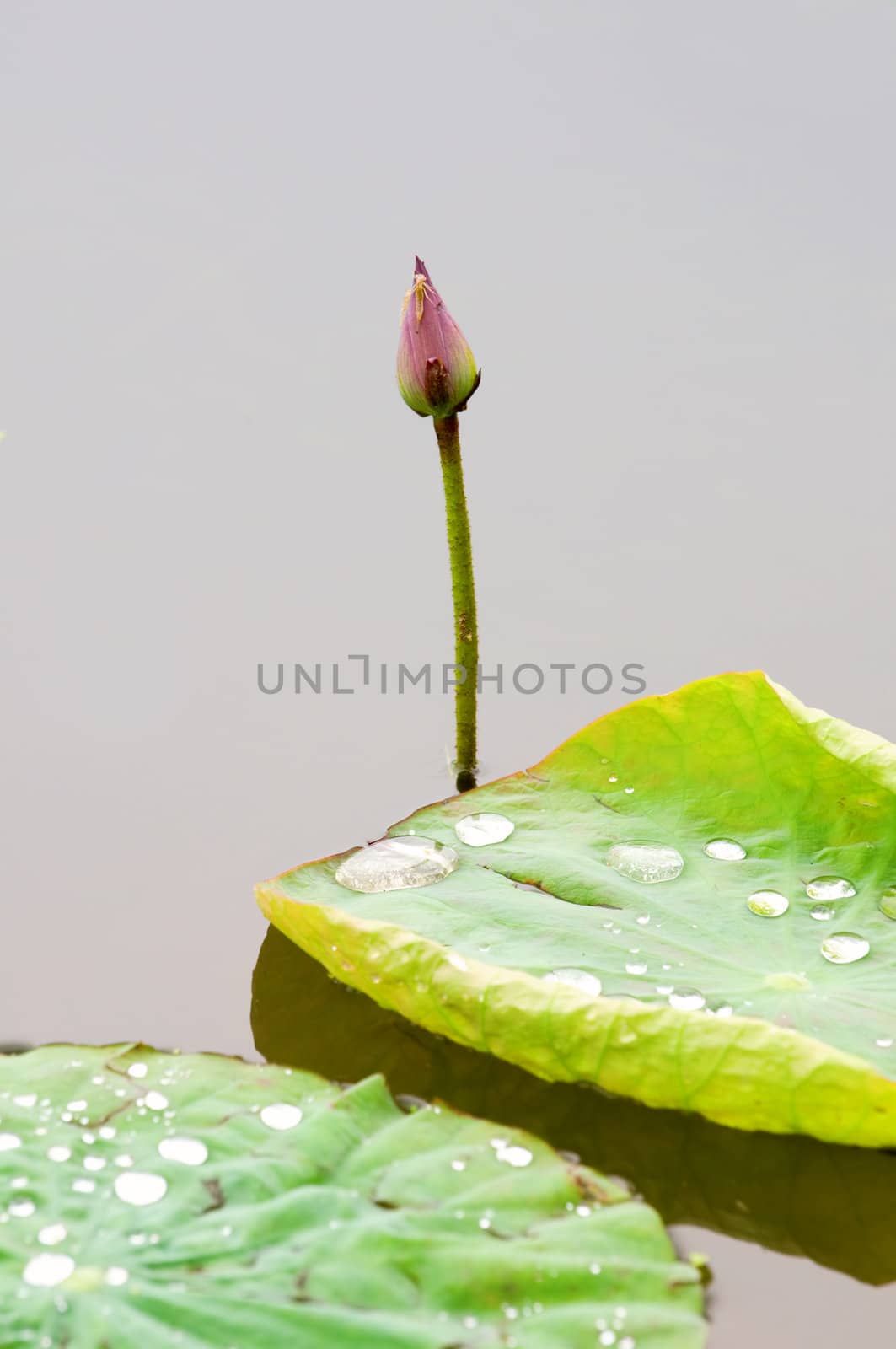 Lotus bud and leaf by tito