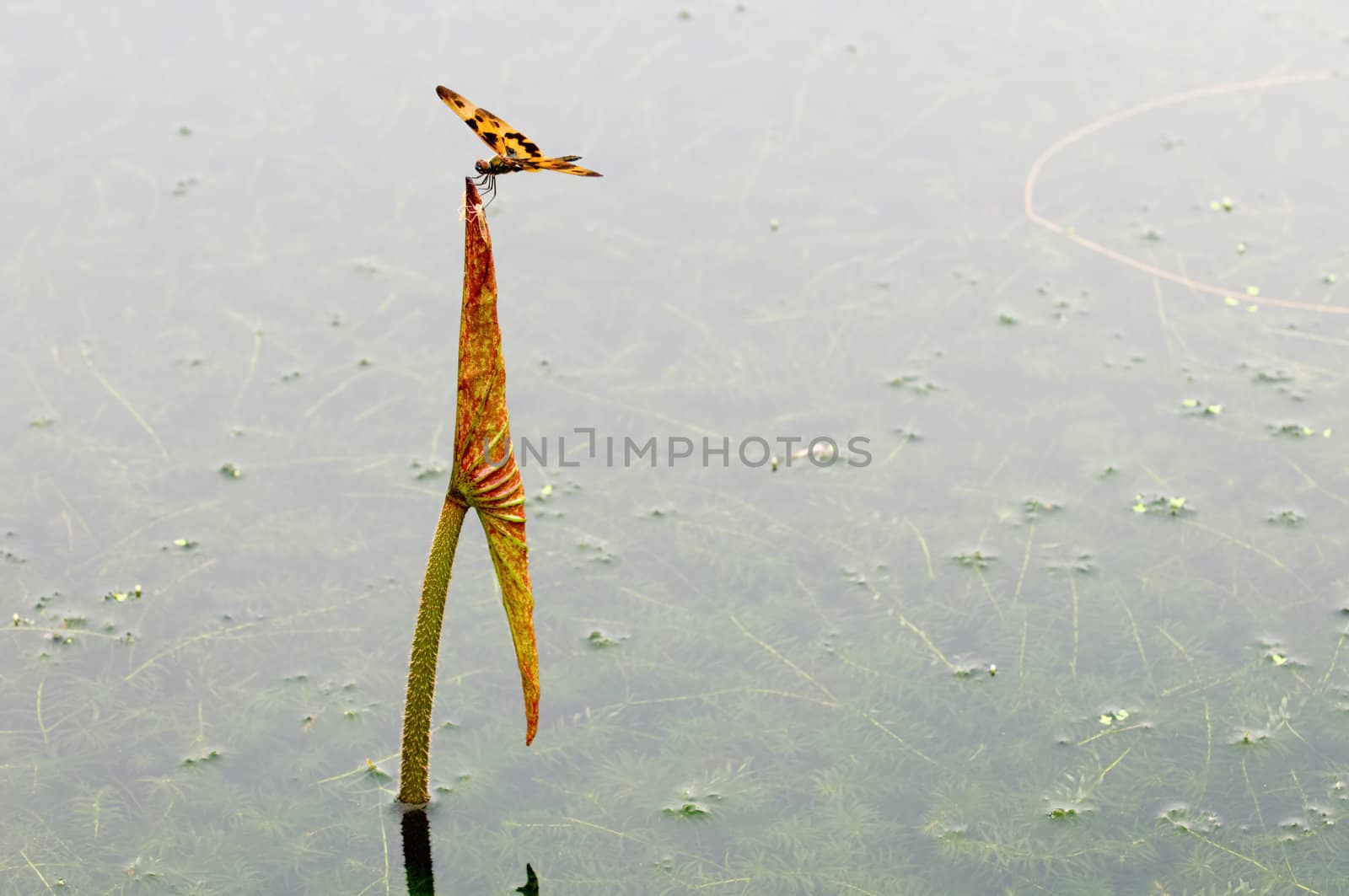 The close up of dragon fly on top of lotus leaf over water