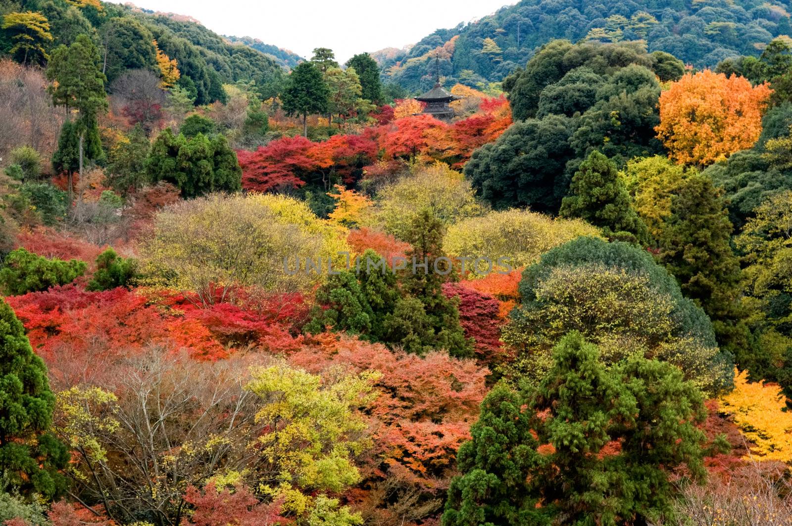 Panorama view of colorful trees of mountain in Kyoto, Japan