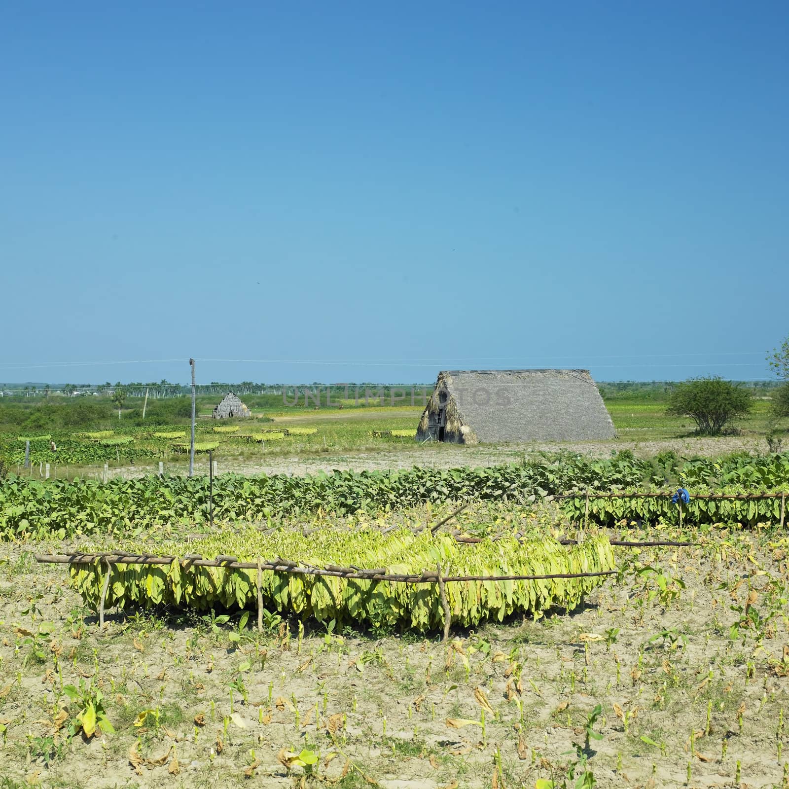 tobacco harvest, Pinar del Rio Province, Cuba