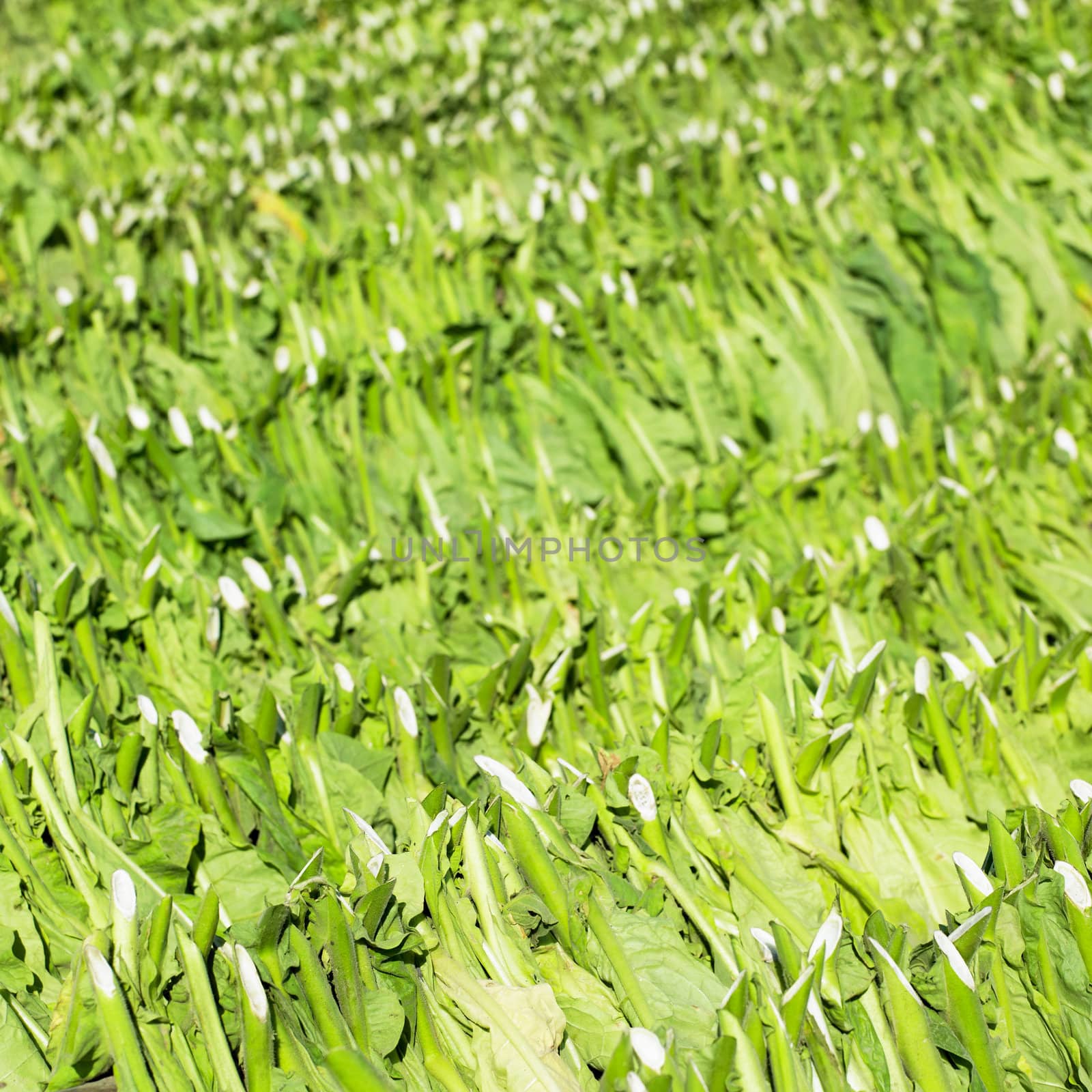 tobacco harvest, Pinar del Rio Province, Cuba