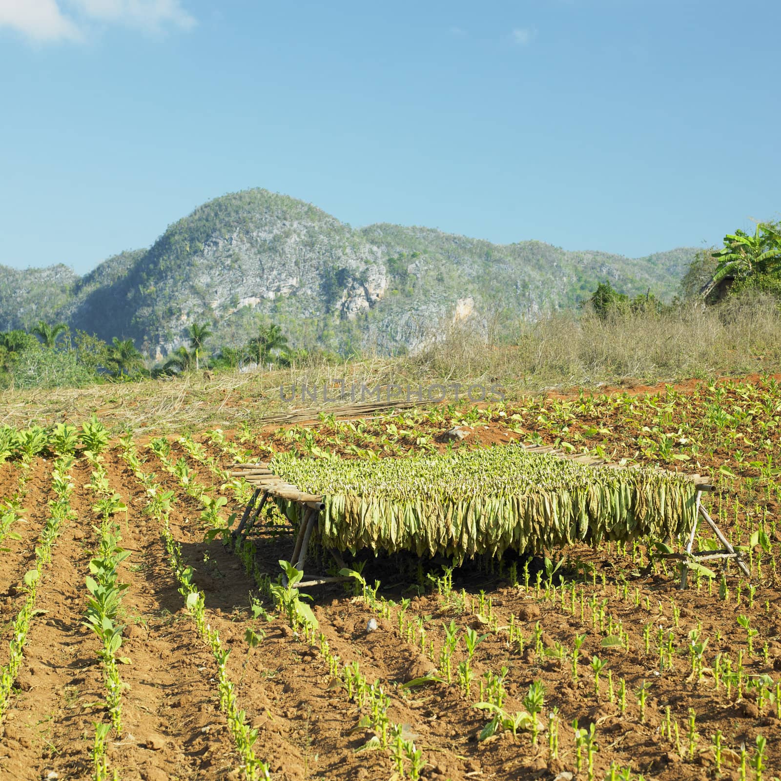 tobacco harvest, Pinar del Rio Province, Cuba by phbcz