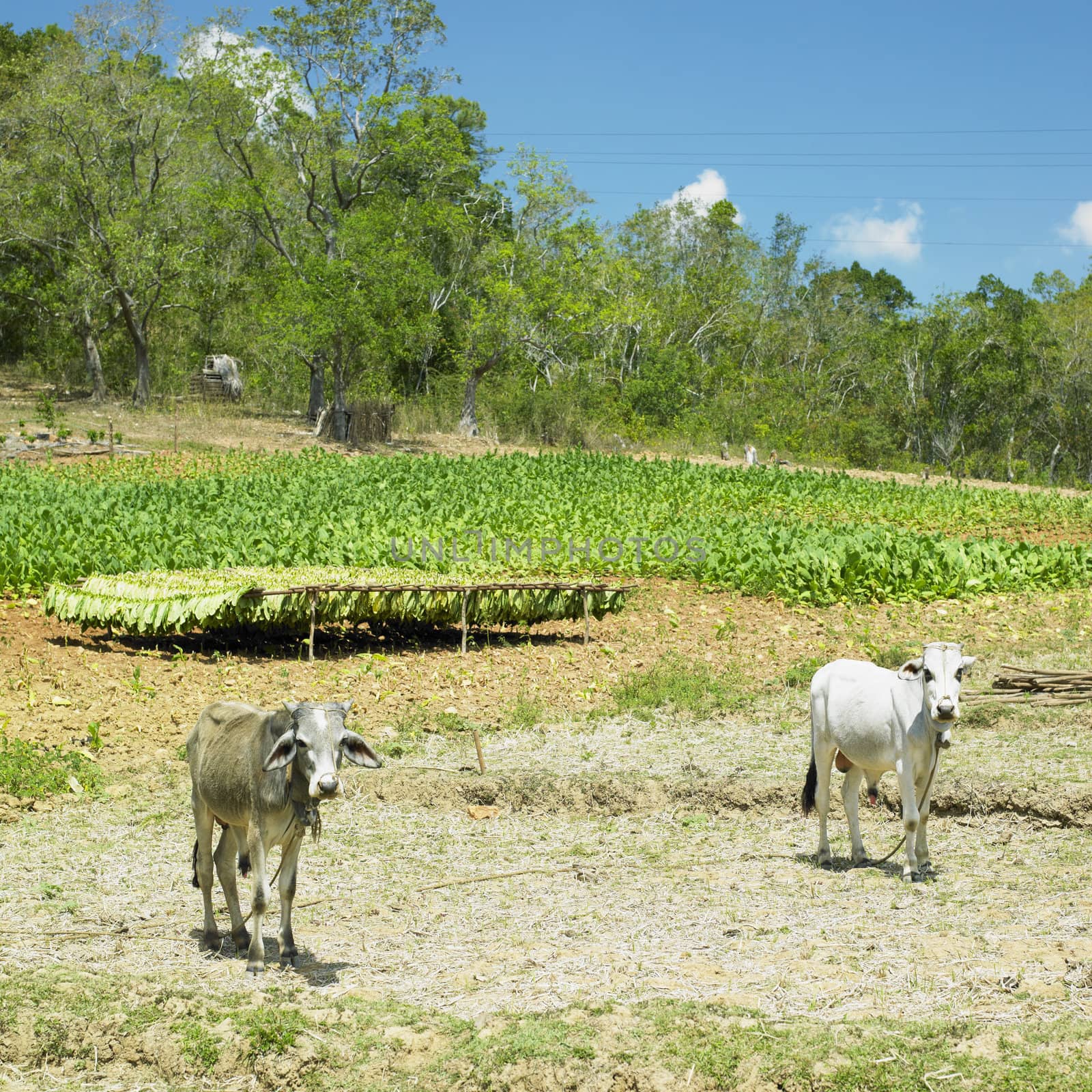 tobacco field, Pinar del Rio Province, Cuba by phbcz