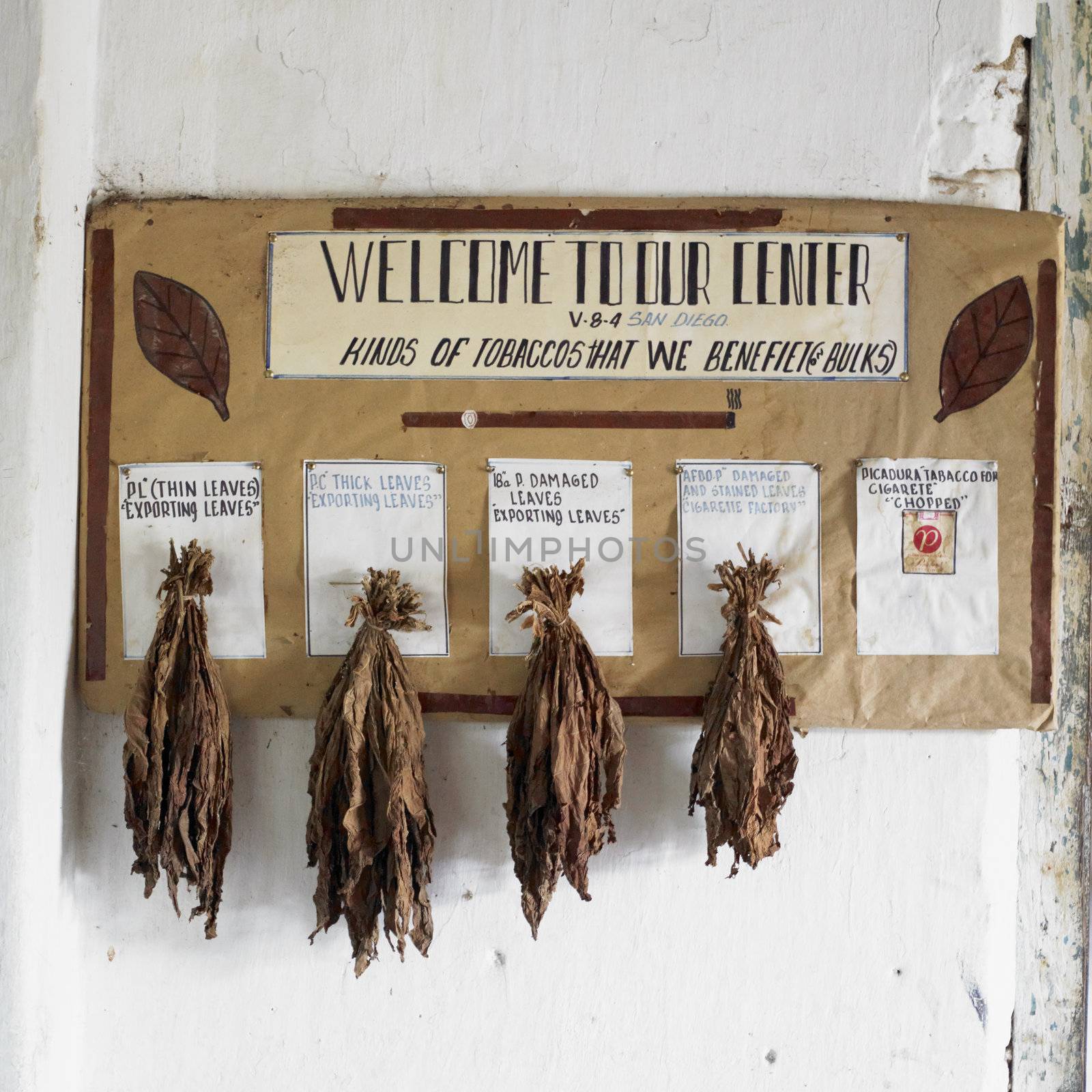 sorting plant of tobacco leaves, San Diego de Los Banos, Pinar d by phbcz